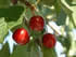Le temps des cerises